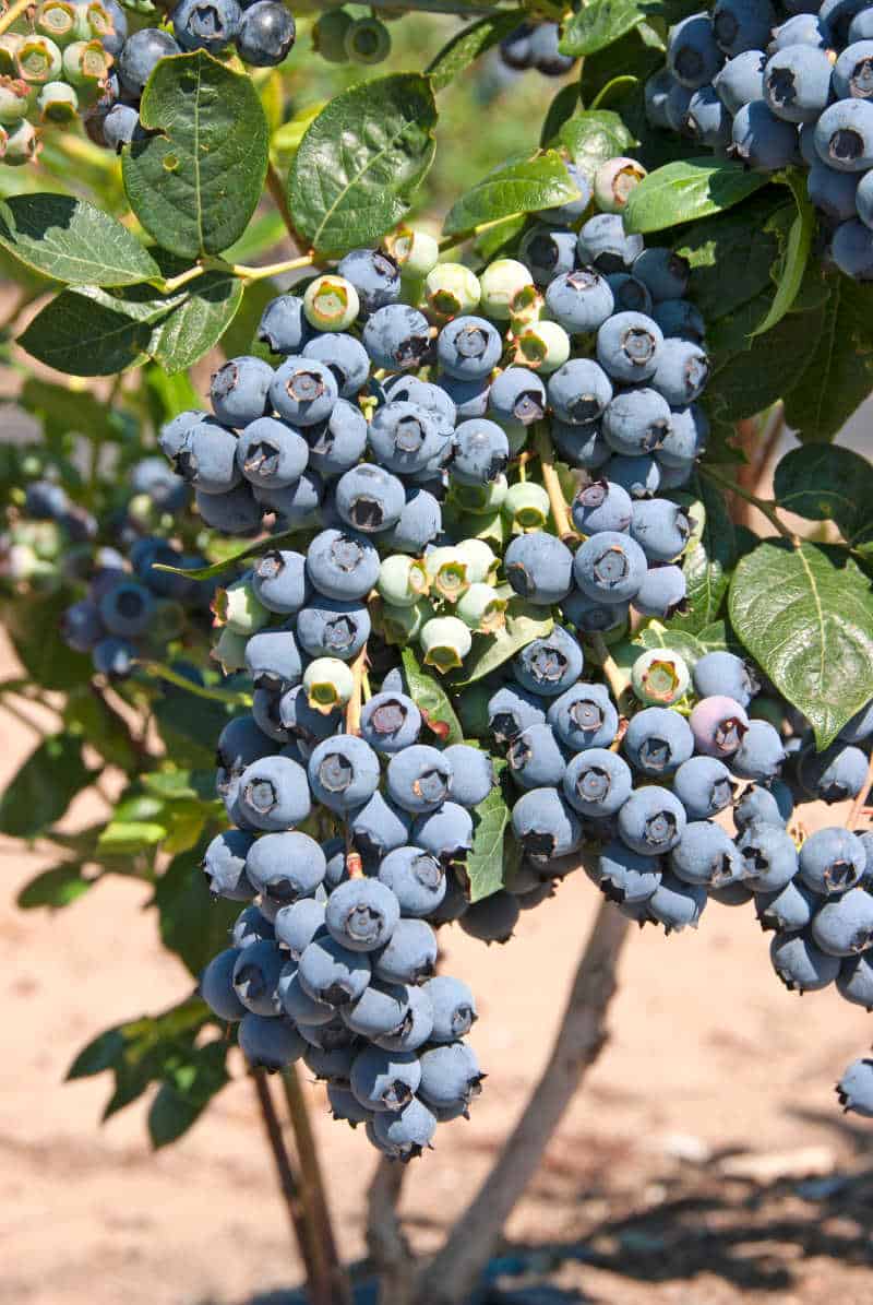 Bunch of blueberries on a bush