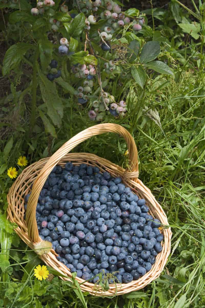 Basket of fresh picked blueberries