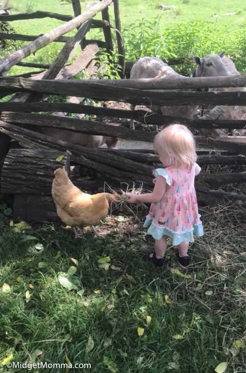 Child playing with a chicken at Quiet Valley Farm