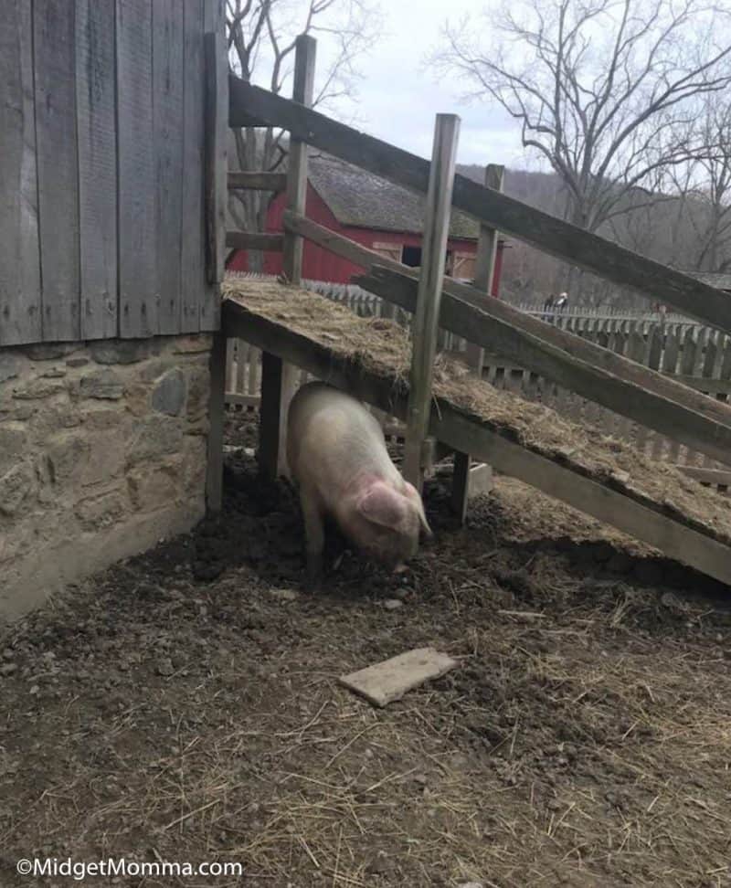 pig on the farm at Quiet Valley farm historical farm in the poconos