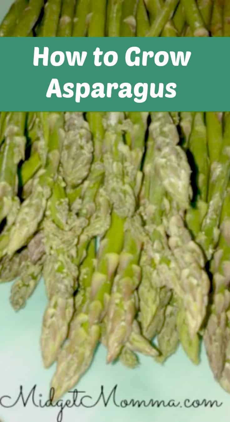 Basics to Growing Asparagus