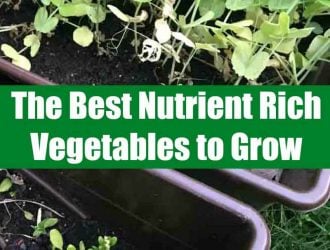 Best vegetables to grow. If you are looking to start a garden, you are in luck! These are the the best nutrient rich vegetables to grow! #gardening #vegetables #veggies #garden