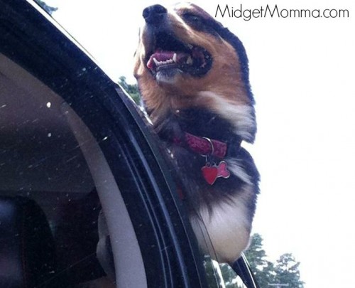 beneful dog ride