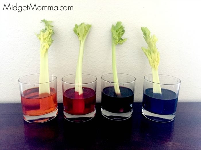 How Plants Drink Water Celery Science Experiment