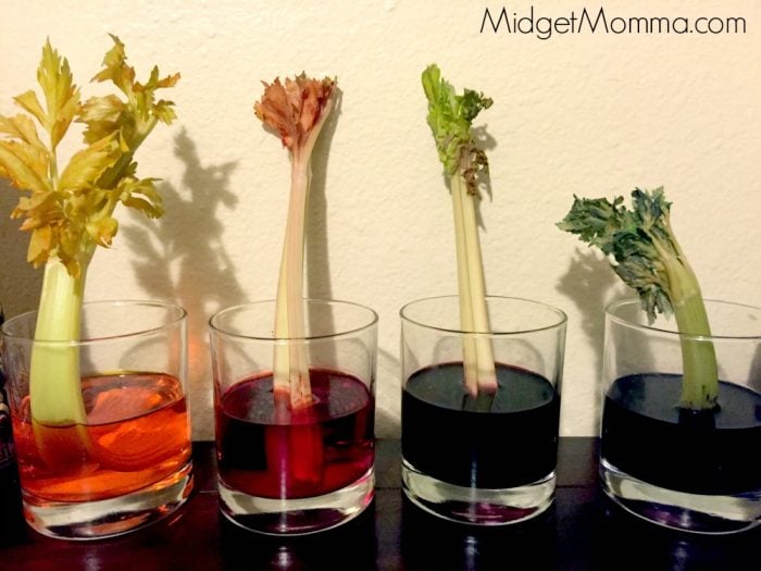 How Plants Drink Water Celery Science Experiment