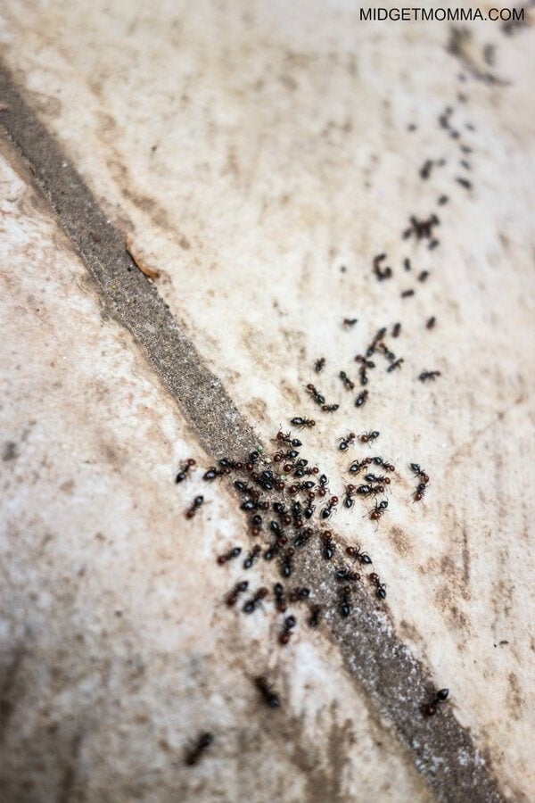 Getting rid of ants with borax