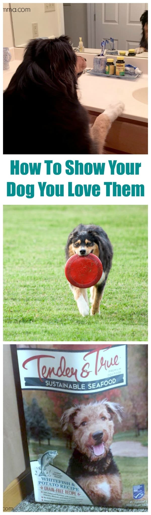How To Show Your Dog You Love Them • MidgetMomma