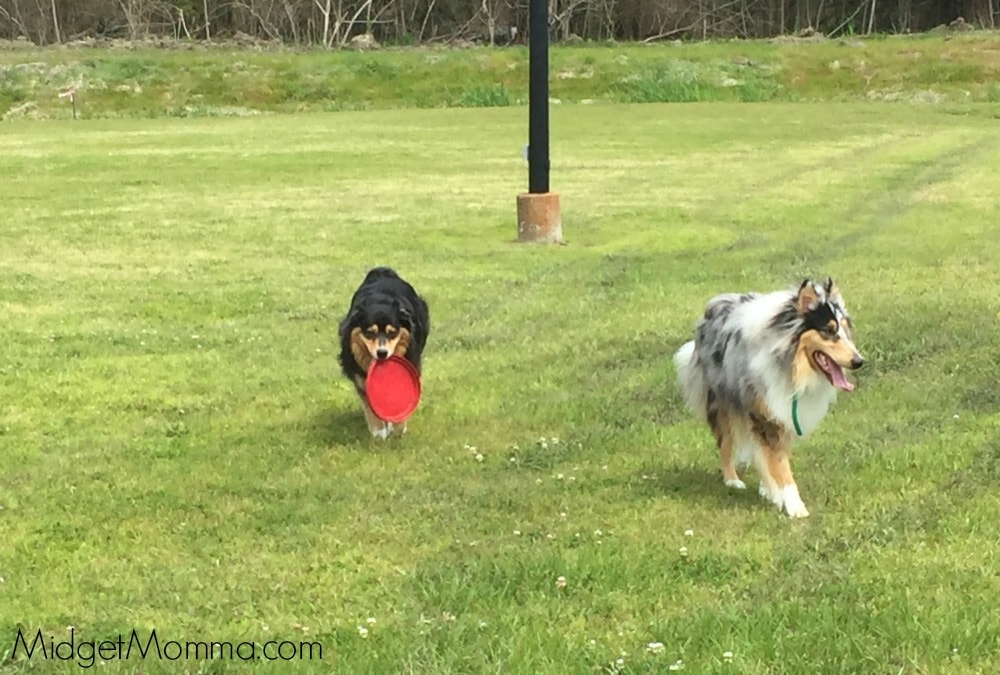 Do Momma Dogs Get Jealous Of Thier Pups Do Momma Dogs Get Jealous Of Thier Pups