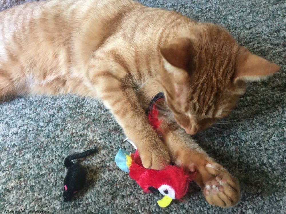 How to Have Happy Cats in a MultiCat Household • MidgetMomma