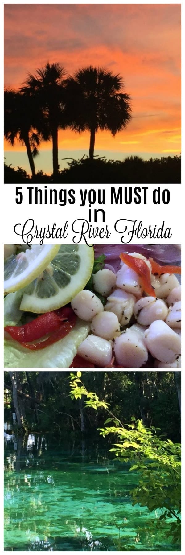 5 Things you MUST do in Crystal River Florida! • MidgetMomma