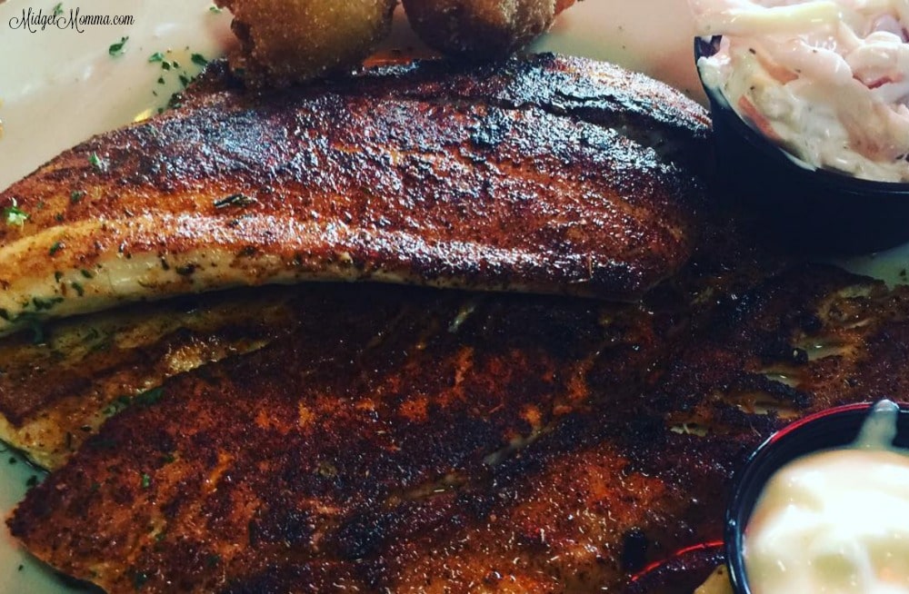 5 Things you MUST do in Crystal River Florida! • MidgetMomma