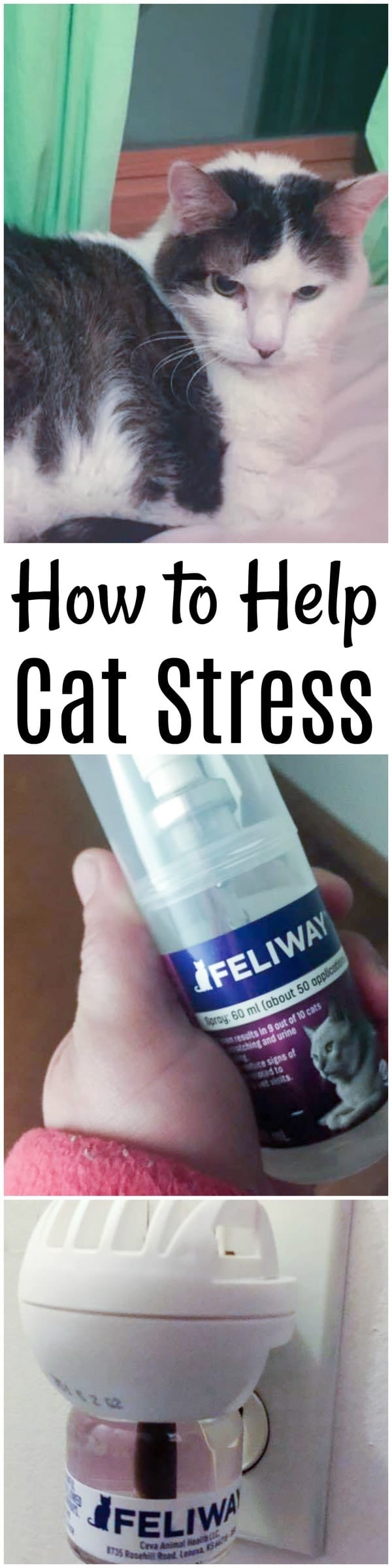 Helping our Cats with their Cat Stress Relief using Feliway