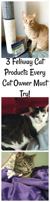 Maintenance Cat Food Costco Making Cats Sick Maintenance Cat Food Costco Making Cats Sick