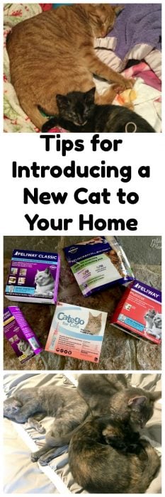 Tips for Introducing a New Cat to Your Home. If you are getting a new cat then these tips will help you introduce a new cat to your house. Using products like FELIWAY greatly help with cat stress and other things that go on when you are introducing a new cat to your house. #Cats #ad #Feliway #NewCat
