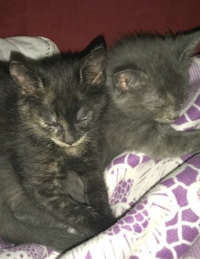 bringing home new kittens