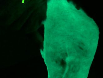 This homemade slime recipe is easy to make and the kids will love it! Homemade glow in the dark slime that has no borax is a great slime for the little kids. This glow in the dark slime is an easy slime recipe that is great for kids to enjoy. #Slime #SlimeRecipe #GlowInTheDark