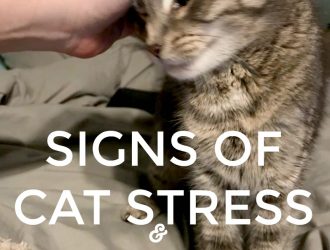 If you have a cat then you need to check out these signs of cat stress and how to prevent cat stress. It is important for cat owners to know the signs! #cats #CatStress #Pets #FurBabies #ad