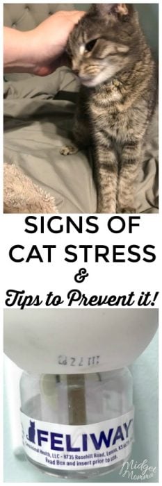 If you have a cat then you need to check out these signs of cat stress and how to prevent cat stress. It is important for cat owners to know the signs! #cats #CatStress #Pets #FurBabies #ad