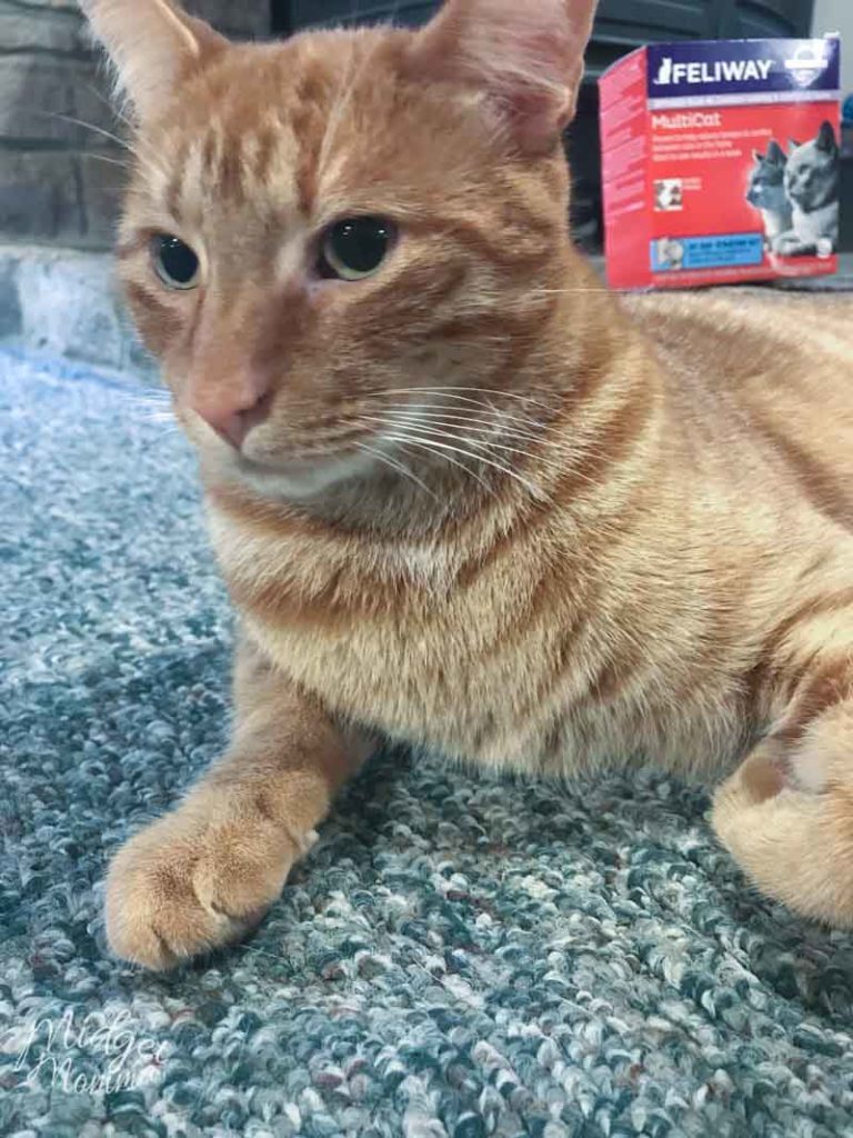 How to Have Happy Cats in a MultiCat Household • MidgetMomma