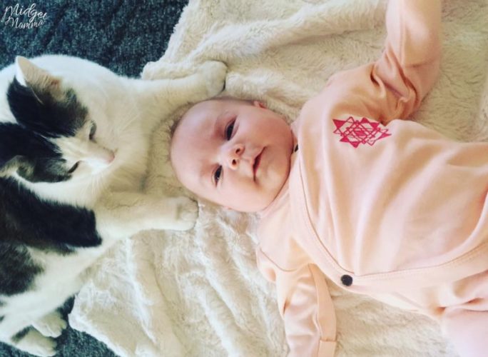 How to Have Happy Cats in a MultiCat Household • MidgetMomma