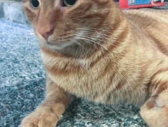 Feliway MultiCat Diffuser