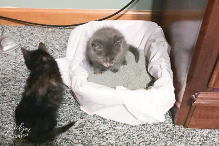 How to Stop Your Cat From Peeing Outside the Litter Box • MidgetMomma