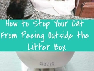 How to Stop Your Cat From Peeing Outside the Litter Box