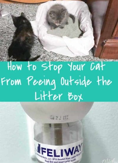 How to Stop Your Cat From Peeing Outside the Litter Box