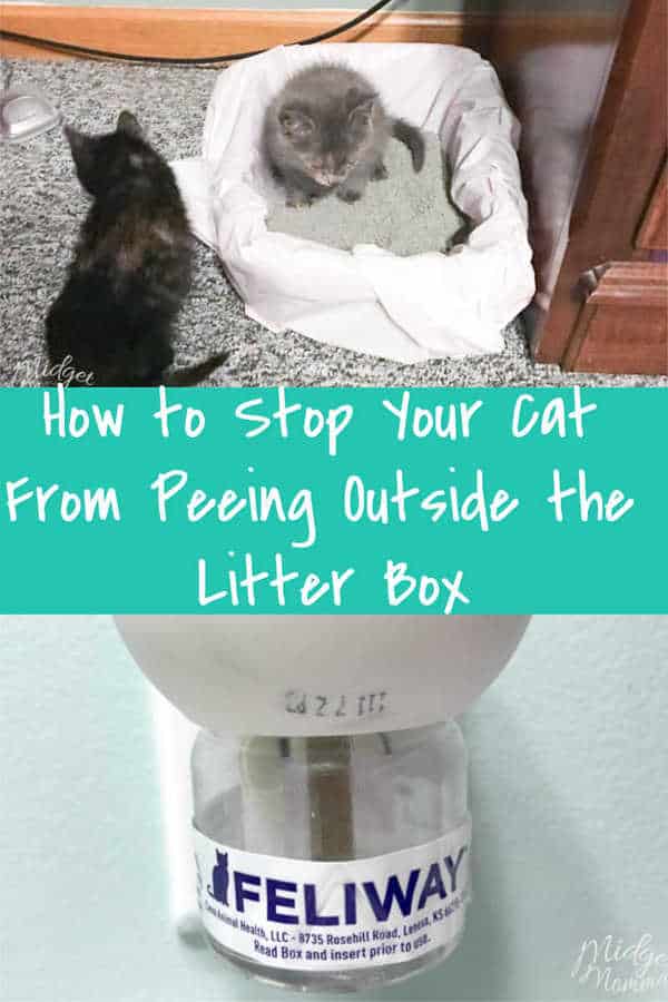 Tommie recommends Can not peeing in litter box Arthur recommend Orgy real video