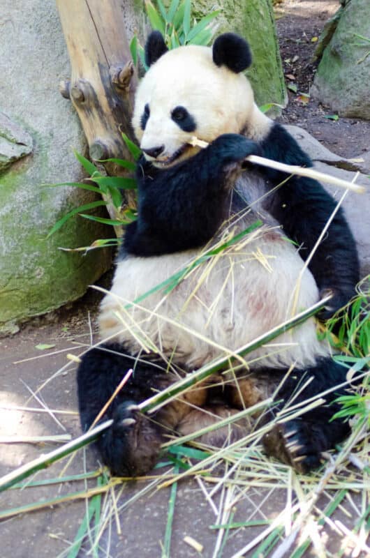 Virtual Zoo Tours to Take from Home • MidgetMomma