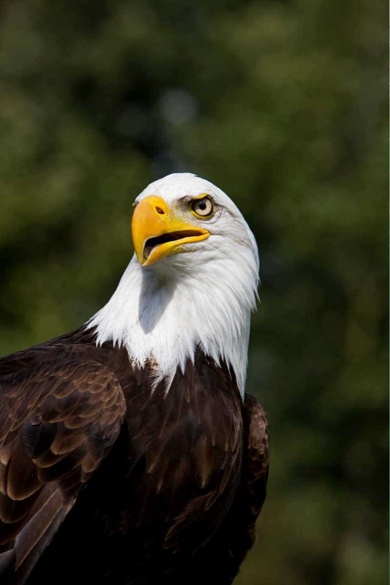 Decorah Iowa Bald Eagle