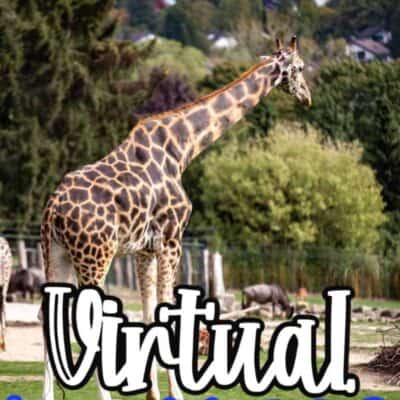 virtual Zoo Tours