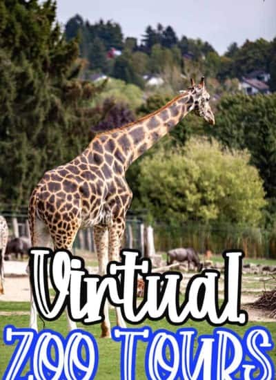 virtual Zoo Tours