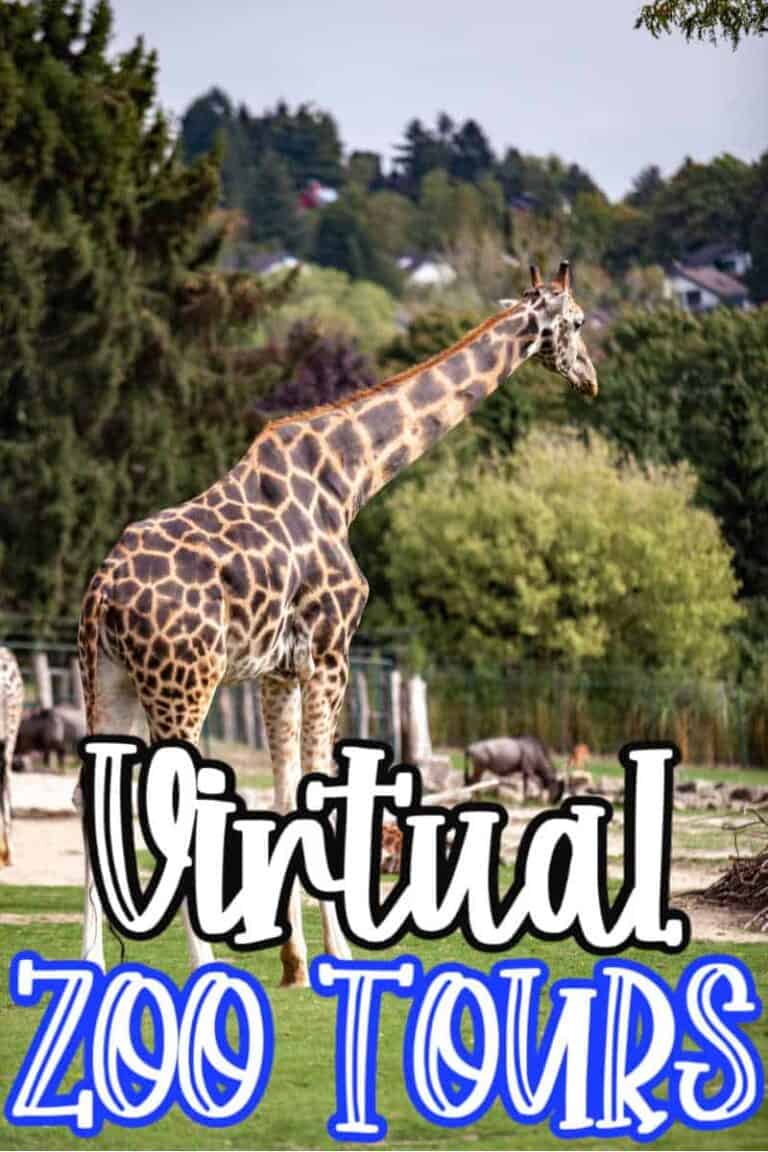 Virtual Zoo Tours to Take from Home • MidgetMomma