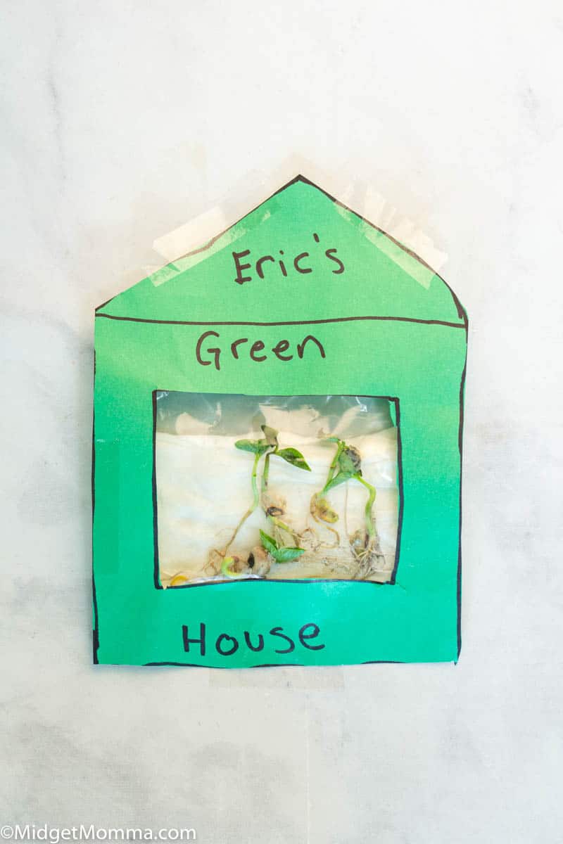 DIY Sandwich Bag Green House Kids Activity • MidgetMomma
