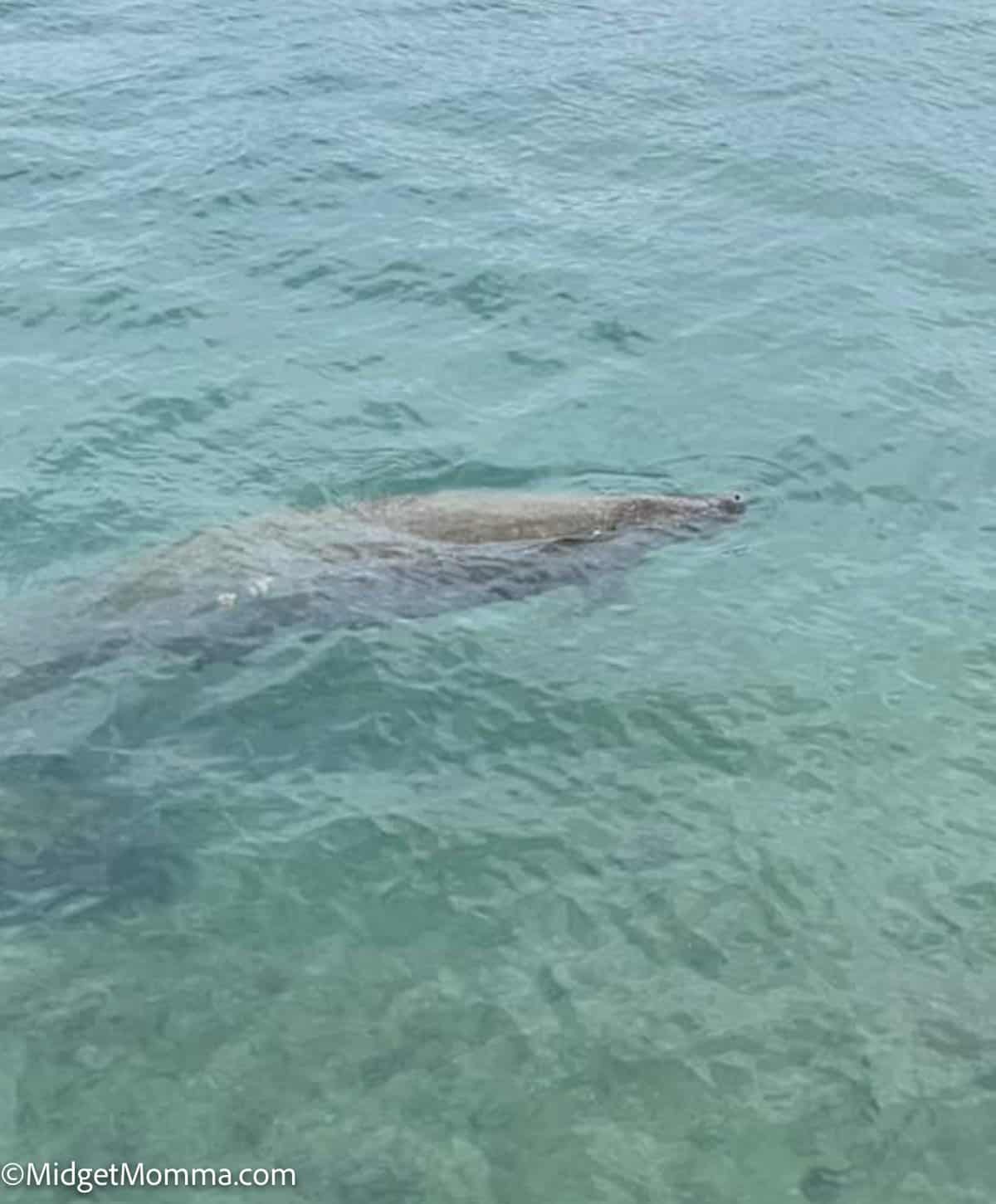 manatee swimming in the water at manatee lagoon