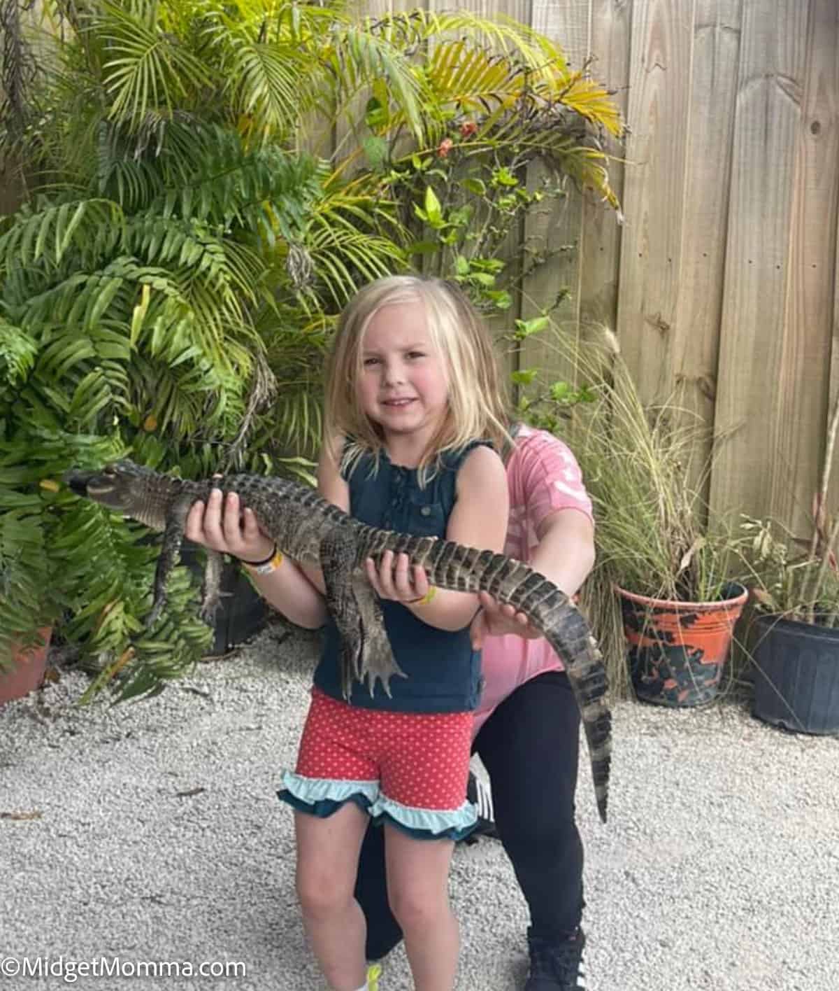 5 year old holding a baby gator at everglades holiday park 