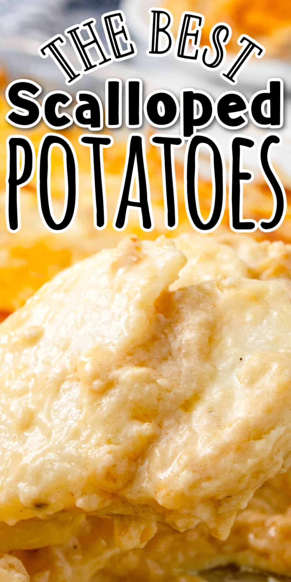 Creamy Scalloped Potatoes with Cheese • MidgetMomma