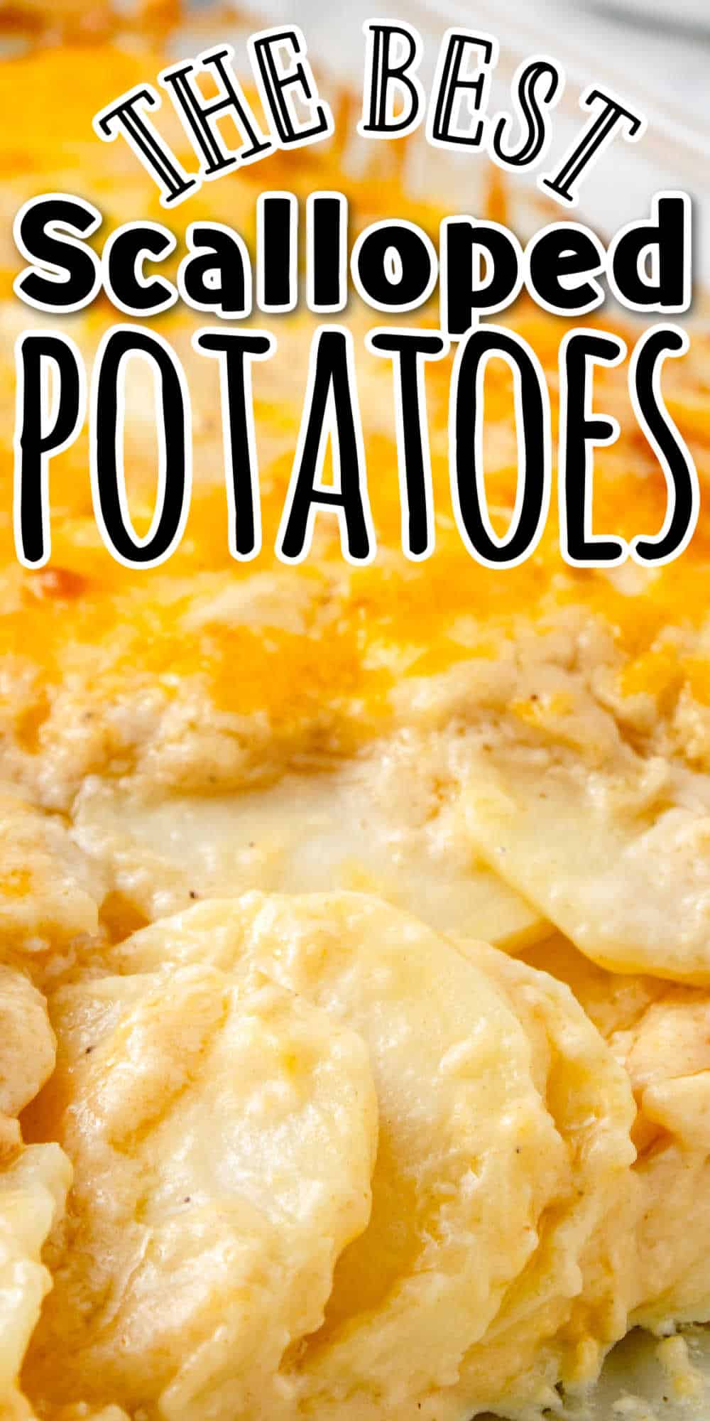 Creamy Scalloped Potatoes with Cheese • MidgetMomma